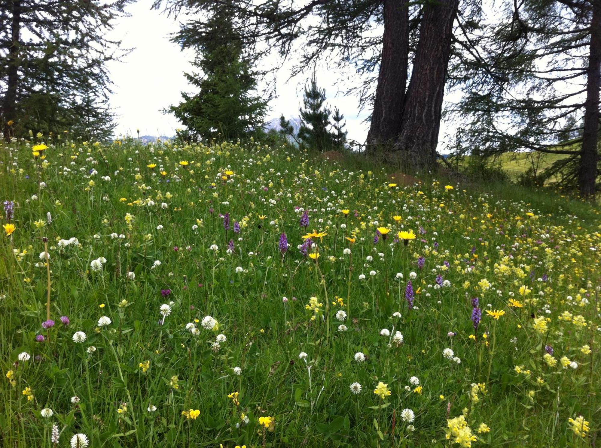 Ciasa Wallis Бадия Экстерьер фото